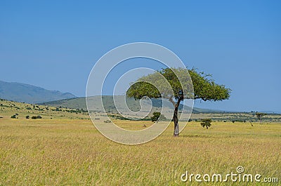 African savanna landscape, Masai Mara, Kenya, Africa Stock Photo