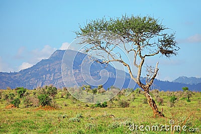 African savanna Stock Photo