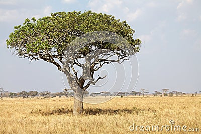 African savanna Stock Photo