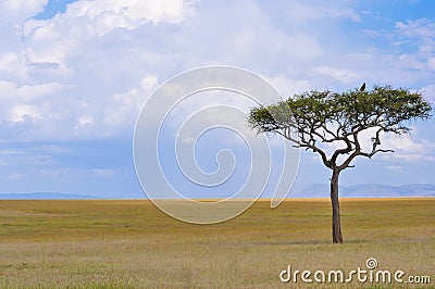 The African Savanna Stock Photo