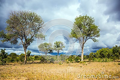 African savannah - flat bushveld Stock Photo