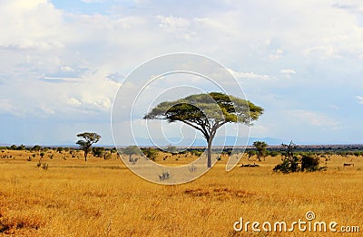 African savannah Stock Photo