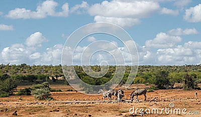 African savannah landscape with plain zebras at waterhole Stock Photo