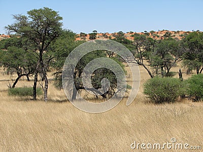 African savannah Stock Photo