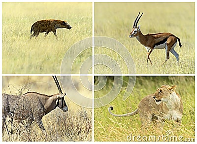 African savannah mammals Stock Photo