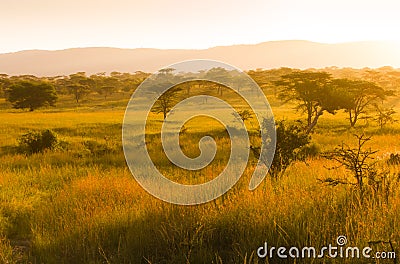 African savannah in misty morning light Stock Photo