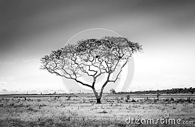 African savannah plains scenery Stock Photo