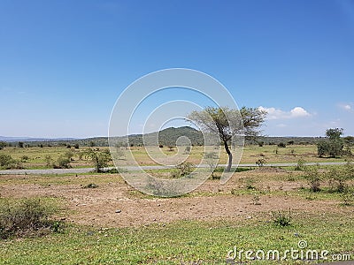 Savannah, sawanna, savanna, sawana Stock Photo