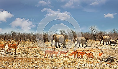 African scene with many differnet animals on the plains in Etosha Stock Photo