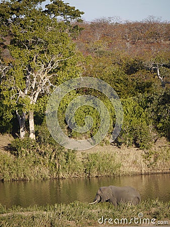 African scene Stock Photo