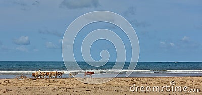 African shepherd with a herd of cows at the beach Editorial Stock Photo