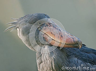 African shoebill bird Stock Photo