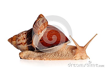 African snails Achatina fulica crawling Stock Photo