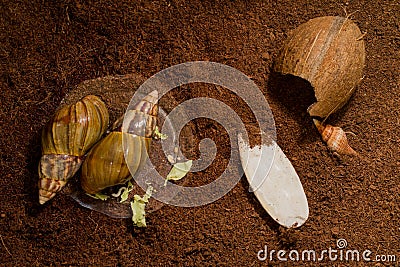 African snails Achatina at home Stock Photo