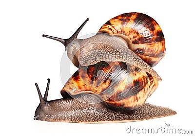 African snails crawling Stock Photo