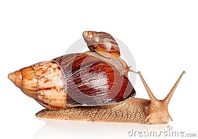 African snails crawling Stock Photo