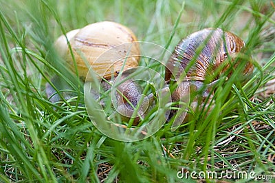 African snails in the grass Stock Photo