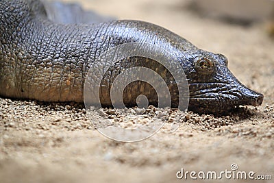 African softshell turtle Stock Photo