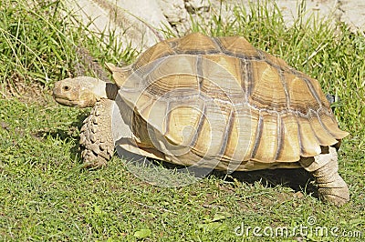 African spiney tortoise Stock Photo