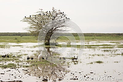 African spoonbill and Egyptian geese,Lake Manyara, Tanzania Stock Photo