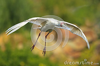 African Spoonbill, Platalea alba, in flight Stock Photo