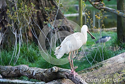 African spoonbill Stock Photo