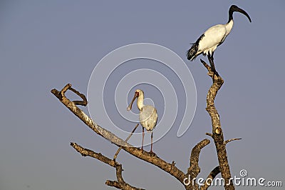 African Spoonbill and Sacred Ibis in a Tree in South Africa Stock Photo