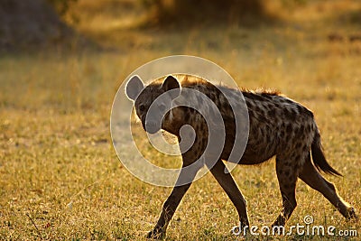 What are some of the hyena's predators?