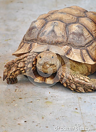 African spurred tortoise Stock Photo