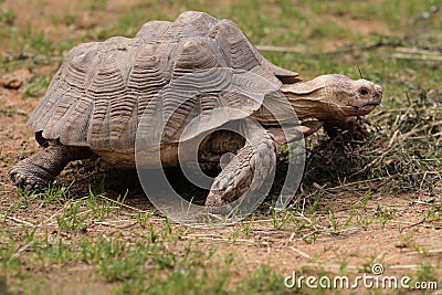 African spurred tortoise Stock Photo