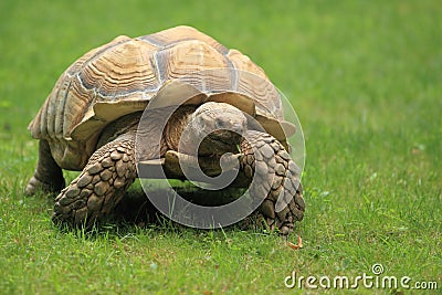 African spurred tortoise Stock Photo