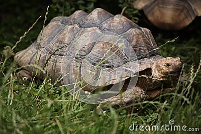 African spurred tortoise (Centrochelys sulcata). Stock Photo