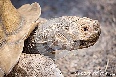 African spurred tortoise - Centrochelys sulcata Stock Photo