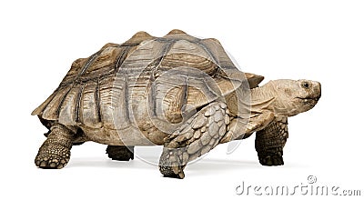 African Spurred Tortoise - Geochelone sulcata Stock Photo