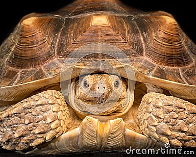 African spurred tortoise Stock Photo