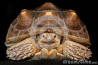 African spurred tortoise Stock Photo