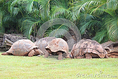 African Spurred Tortoise Stock Photo