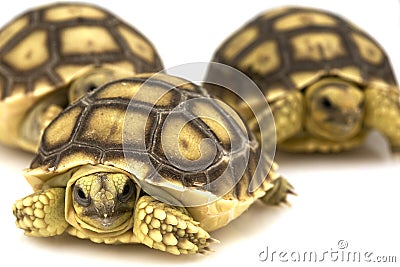 African Spurred Tortoises (Geochelone sulcata) Stock Photo