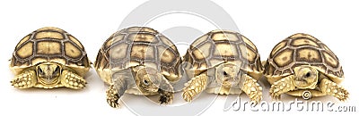 African Spurred Tortoises (Geochelone sulcata) Stock Photo