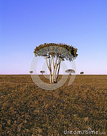 African Step Tree Stock Photo