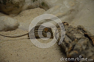 The African Striped Grass Mouse Stock Photo