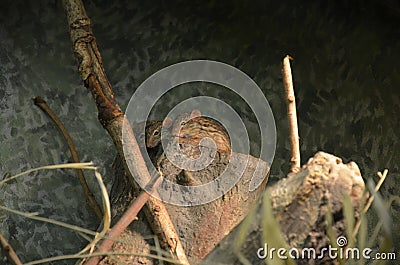 The African Striped Grass Mouse Stock Photo