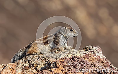 African striped ground squirrel (Euxerus erythropus). Stock Photo