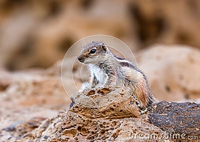 African striped ground squirrel (Euxerus erythropus). Stock Photo