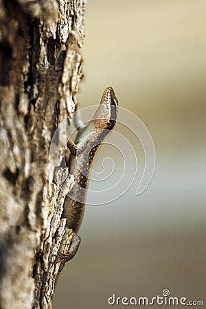 African Striped Skink Stock Photo