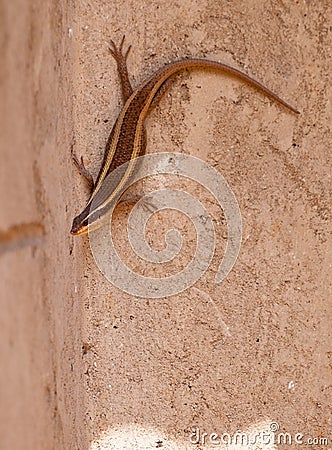 An African Striped Skink on a wall Stock Photo