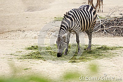 African striped zebra Stock Photo