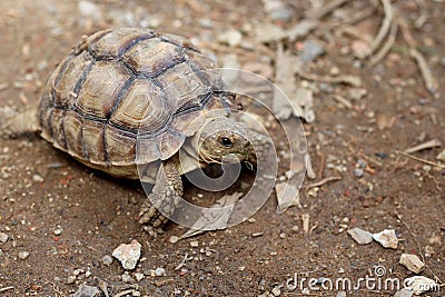 African Sulcata Tortoise Natural Habitat, Africa spurred tortoise Stock Photo