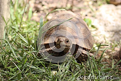 African Sulcata Tortoise Natural Habitat,Africa spurred tortoise Stock Photo