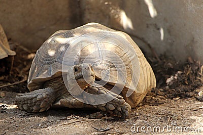 African Sulcata Tortoise Natural Habitat Stock Photo